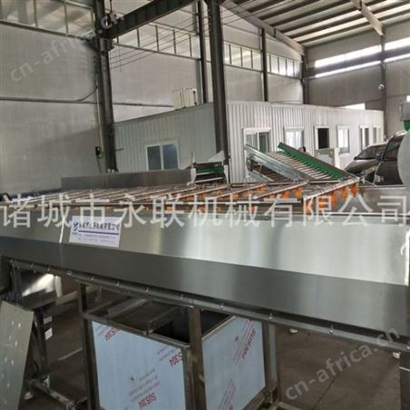 全自动小番薯毛刷去泥清洗机 板栗红薯毛辊去泥清洗设备