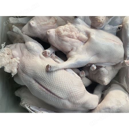 乌棕鹅 冰冻鹅 冷冻黑棕鹅 多肉鹅脚翅 鲜鹅皇