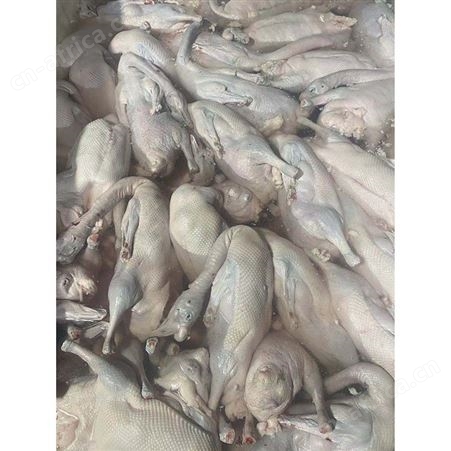 净膛鹅 正宗黑棕鹅报价 基地供应 鲜鹅皇