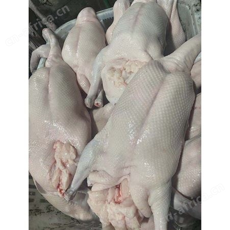 白条烧鹅 去膛黑棕鹅 常年供应 鲜鹅皇