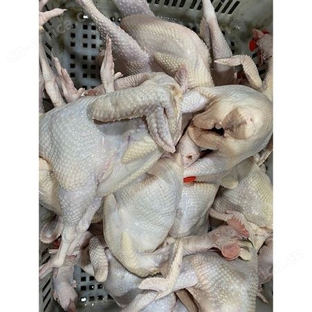 鹅批发 乌棕鹅 冷冻光鹅 鹅翅膀 鲜鹅皇