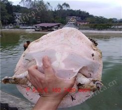 黄石黄河甲鱼苗多少钱一斤