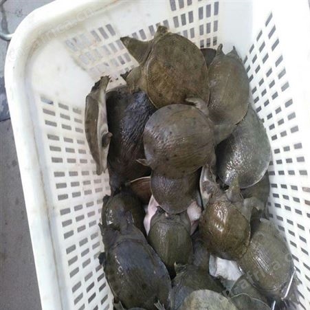 甲鱼苗养殖电话  湖南大甲鱼  湖南甲鱼苗养殖场 将军水产