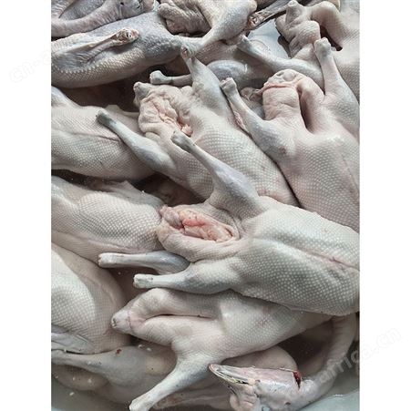 净膛鹅 光鹅 冰鲜鹅 卤鹅翅食材 鲜鹅皇