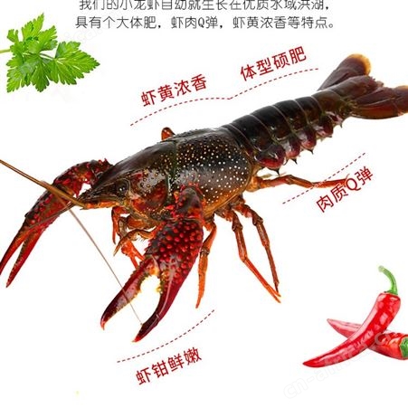 潜江鲜活小龙虾678规格大红虾可做油焖大虾死虾包赔全国可售