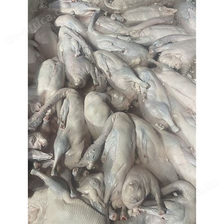 卤鹅翅食材 多肉鹅脚翅 长期出售 鲜鹅皇