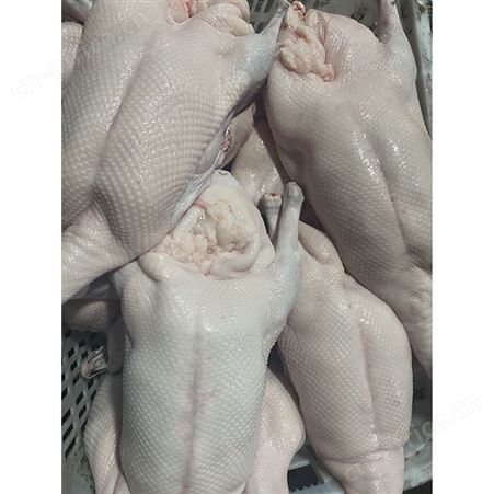 净膛鹅 食品黑棕鹅 冷冻黑棕鹅 清远黑棕鹅 鲜鹅皇