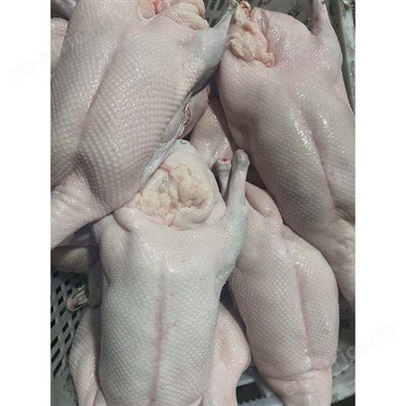卤鹅翅食材 多肉鹅脚翅 长期出售 鲜鹅皇