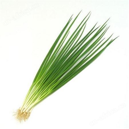 日照绿拓食品-速冻香葱厂家-小葱厂家速冻蔬菜