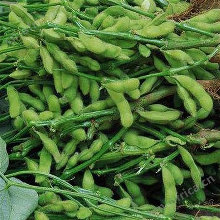 绿拓食品销售速冻毛豆荚 凉拌麻辣毛豆加工零售
