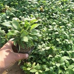 花叶芦竹基地 花叶芦竹价格  红叶鸡冠花批发 时金绿化苗木厂家口碑好
